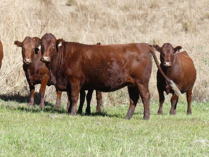 Commercial Animals 