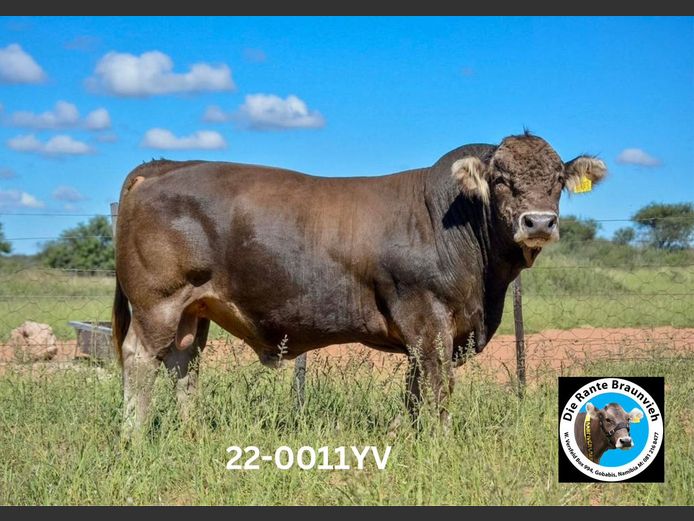22-0011YV | DIE-RANTE BRAUNVIEH