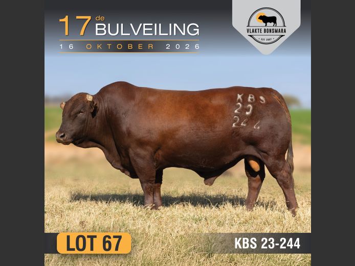 KBS230244 | KAMEELDORING BONSMARA