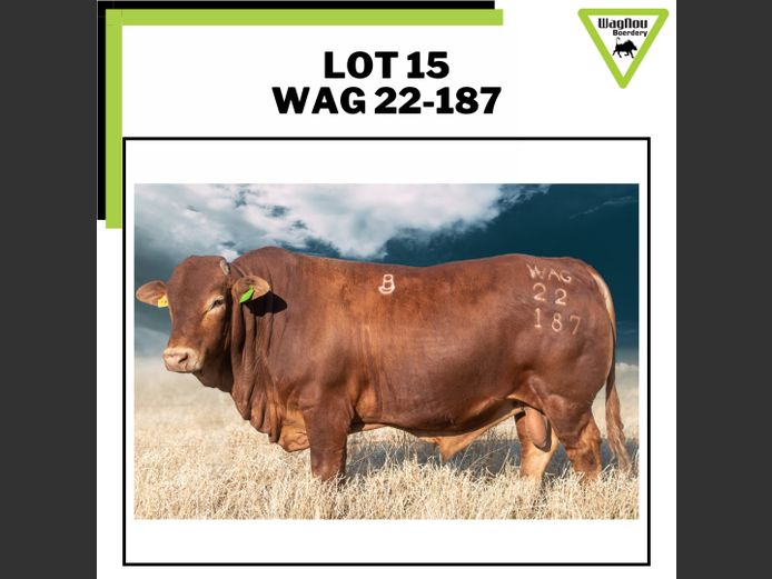 WAG 22-0187 | WAGNOU BEEFMASTER