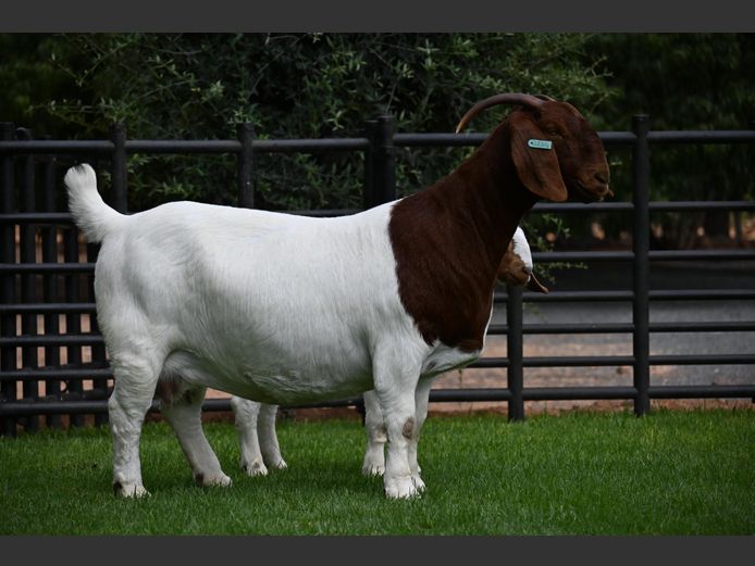 776220214 | Nico Botha Boerbokstoet