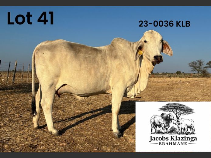 23-0036KLB | JACOBS KLAZINGA BRAHMANE