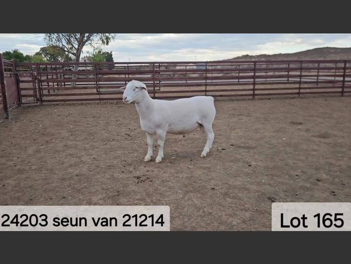 602 24 0203W | Kasteel Witdorpers