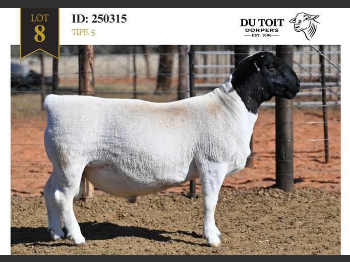 250315 | DU TOIT DORPERS