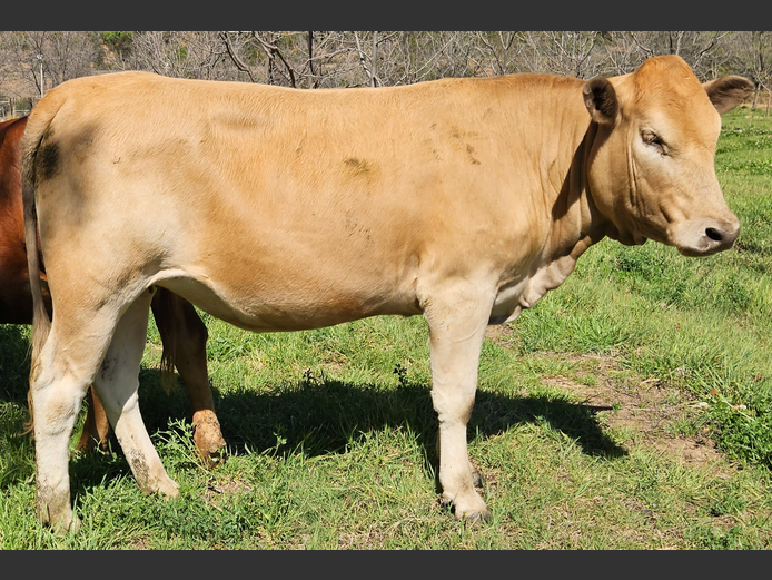 A230062 | ACACIA MOUNTAIN TULIS