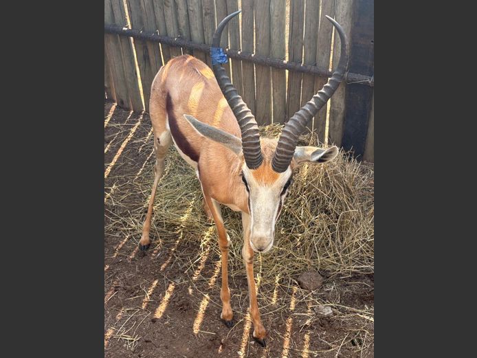 Kalahari Springbok Ram