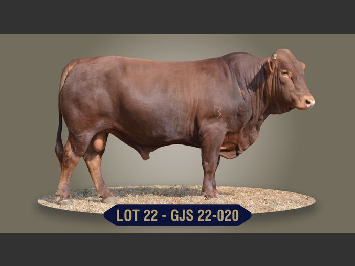 GJS220020 | G.J. STRYDOM