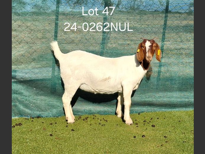  24-0262NUL | NICOLE ULRICH & EGBERT HOFF