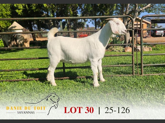 63250126 | Danie du Toit Savannas