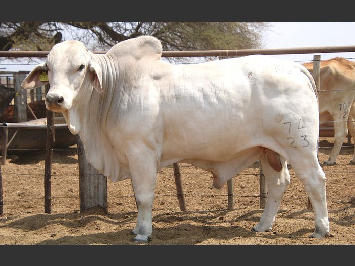23-0074KG | MAKALANI BRAHMAN