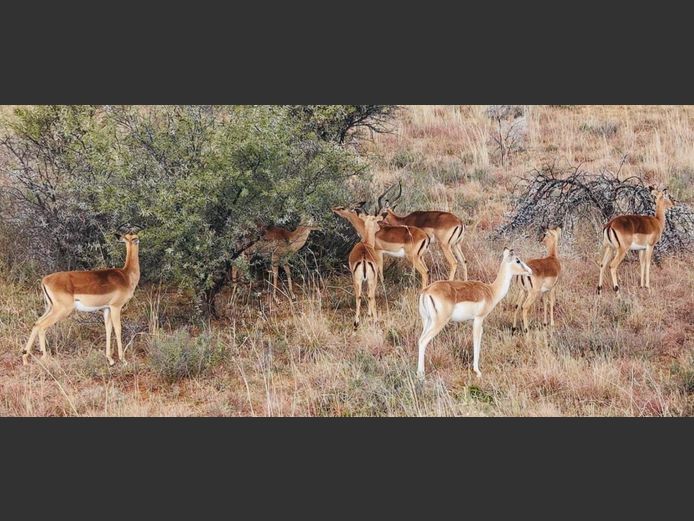 Rooibok Familie Groep