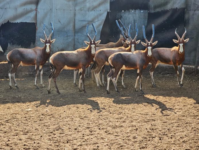 BLESBOK | HELICON