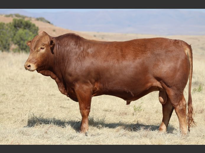 HBH 240055 | CLARK CATTLE COMPANY PTY LTD