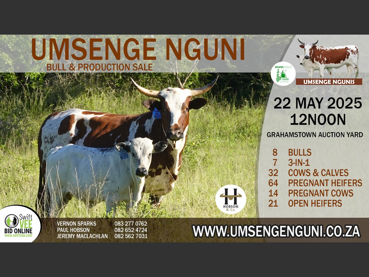 UMSENGE NGUNI'S 25TH BULL & PRODUCTION SALE | SwiftVEE | South Africa’s ...
