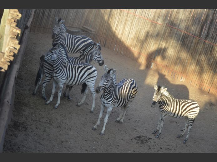 Zebra | Mhara Game Lodge