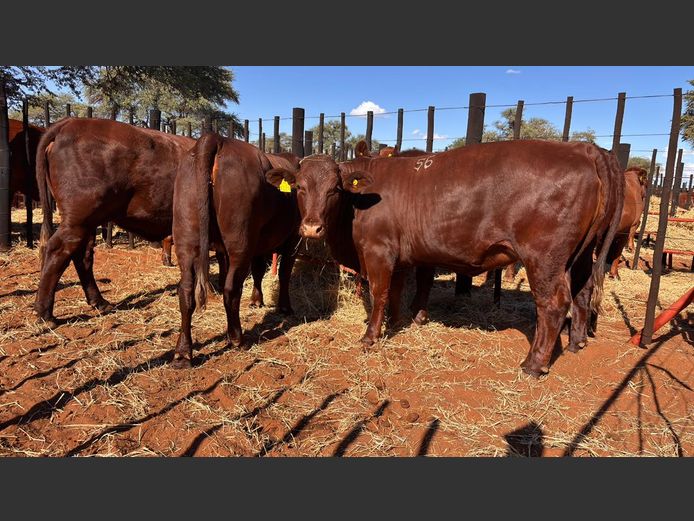 COMMERCIAL FEMALES | HARTEBEESTLOOP BONSMARA