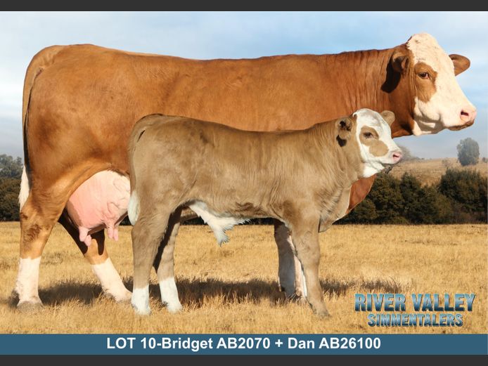 AB2070 | PA ABRAHAMSE