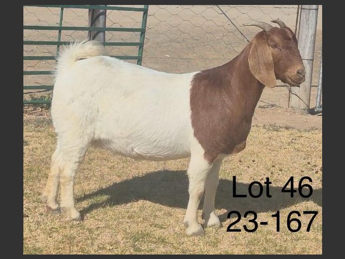 230167 | DU PREEZKRAAL