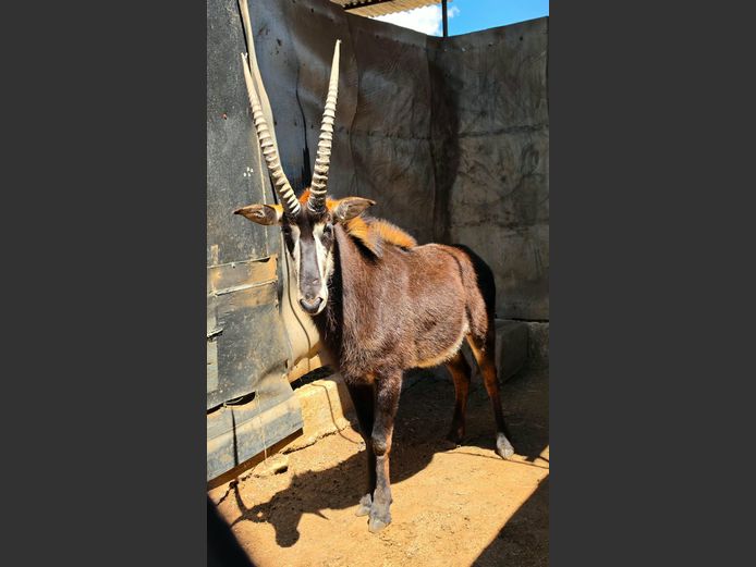SABLE | SCHALK VAN ZYL