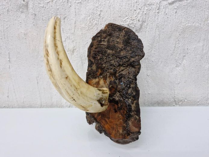 Mounted African Warthog Tusk on Wood Bark Plaque