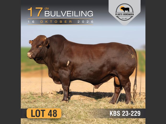 KBS230229 | KAMEELDORING BONSMARA