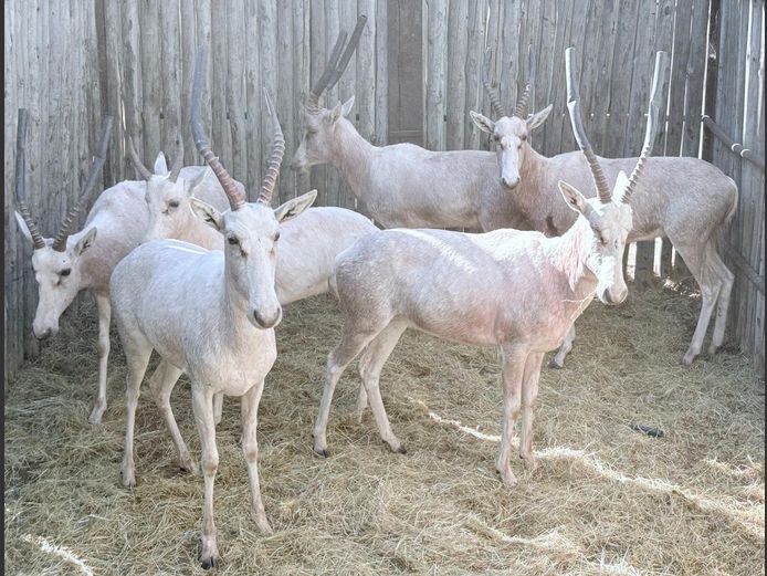 Wit Blesbokke