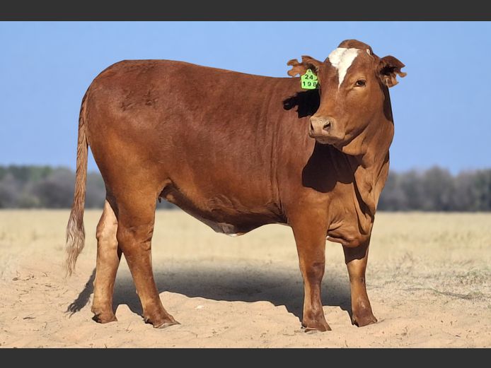 DB24198 | DUINBERG BOERDERY (PTY) LTD