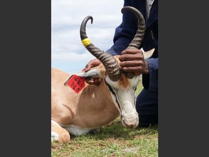Damara Springbok Ram