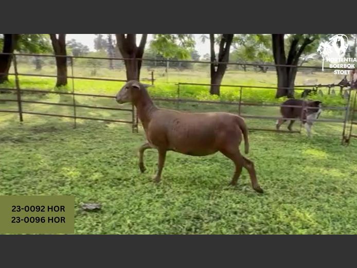 24-0096HOR | HORTENTIA MEATMASTERS