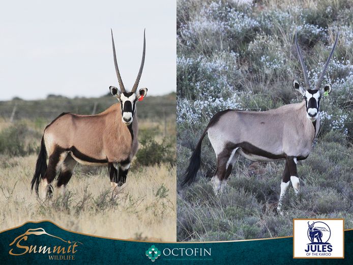 42"+ ORYX COWS RUNNING WITH 46" BULL