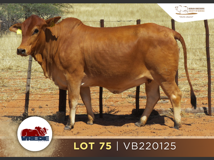 22-0125VB | VREDE BORANS