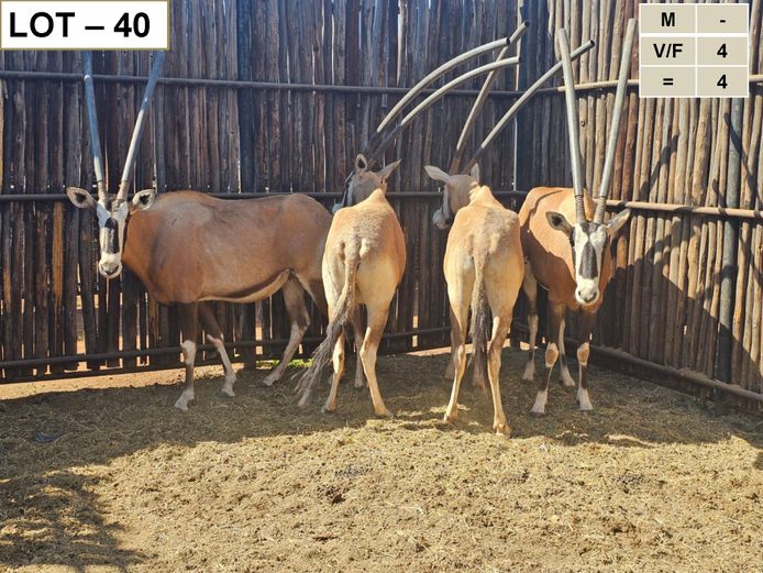 GEMSBOK | ROOIVOOR