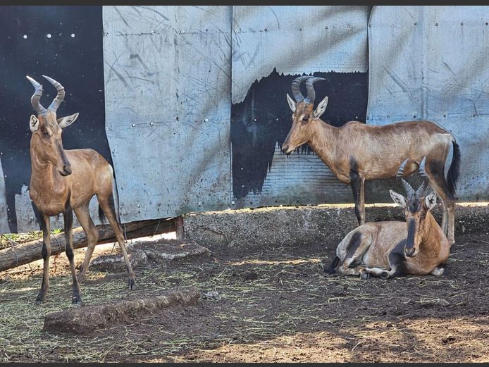 REDHARTEBEEST | HELICON