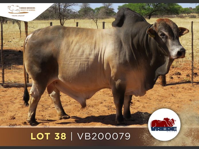 20-0079VB | VREDE BORANS