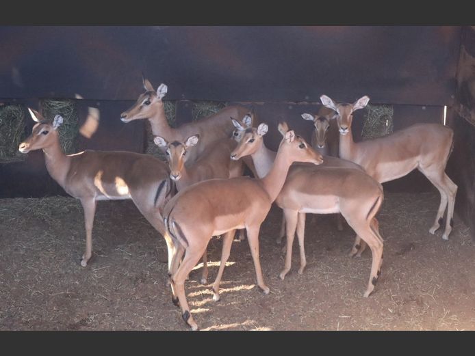 ROOIBOKKE