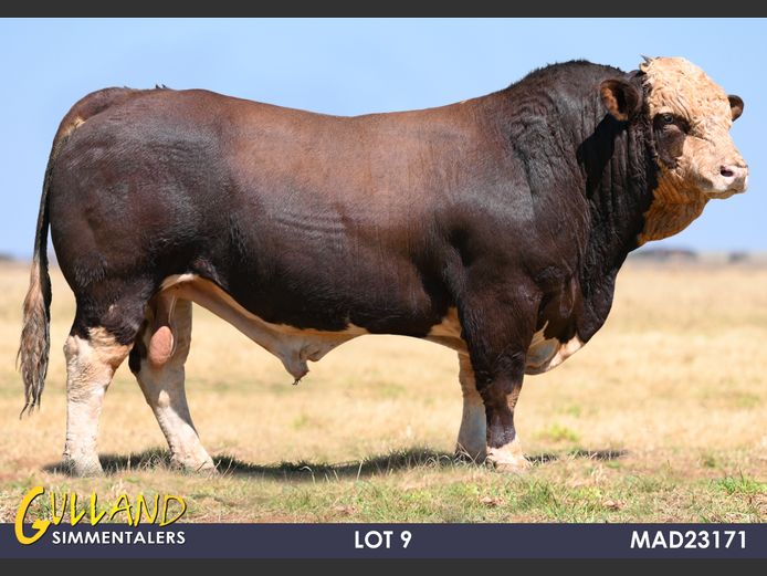 MAD23171 | MG DE JAGER