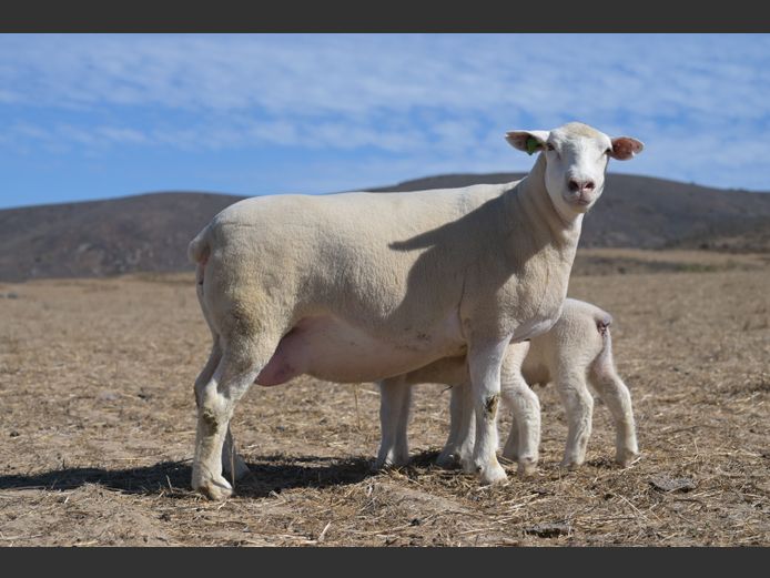 VS 230353 | VREDESIG FORBES