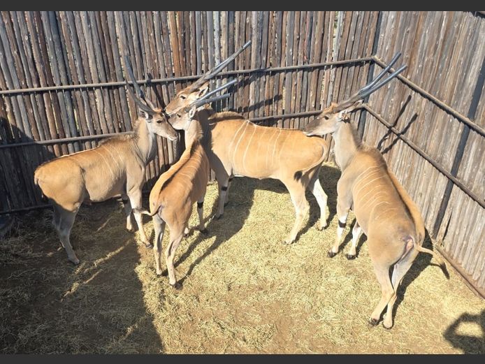 ELAND | HANLEY 1