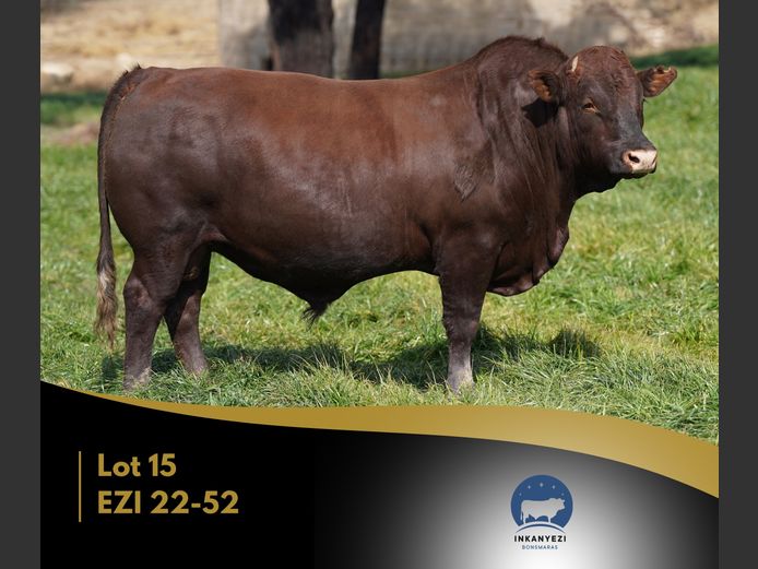 EZI 220052 | INKANYEZI BONSMARAS