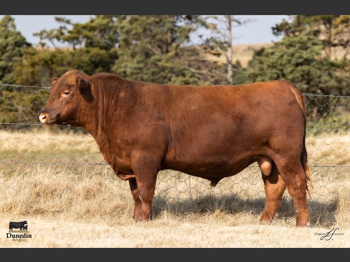 KCM 230009 | TABLE HILL FARMING PTY LTD