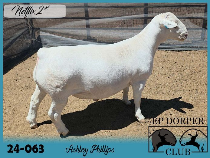 24-063 | ***Ashley Phillips