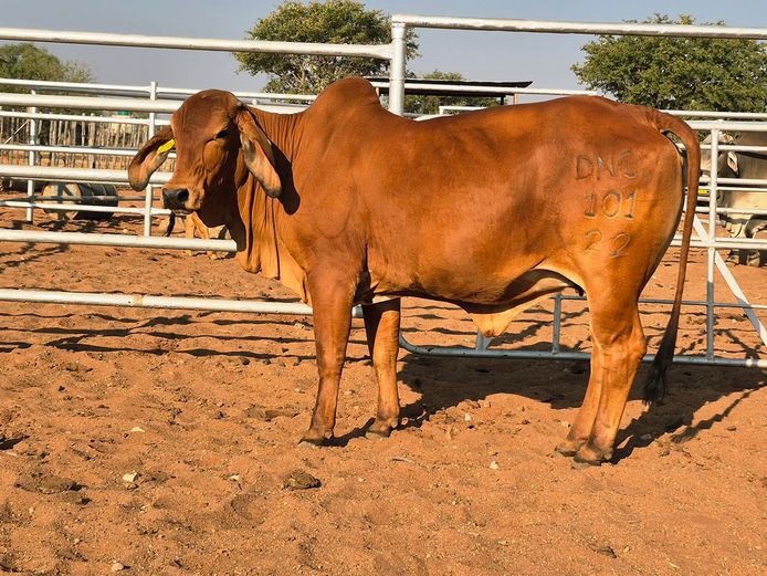 22-0101DNC | DANECO BRAHMAN STOET