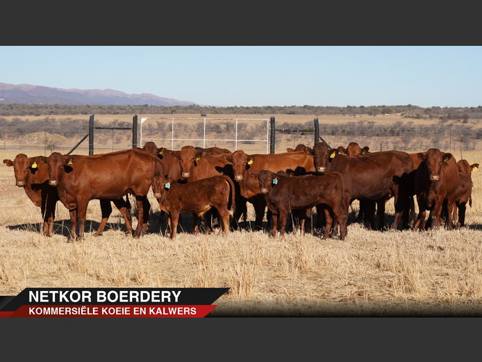Commercial Animals | Netkor -
Naboomspruit