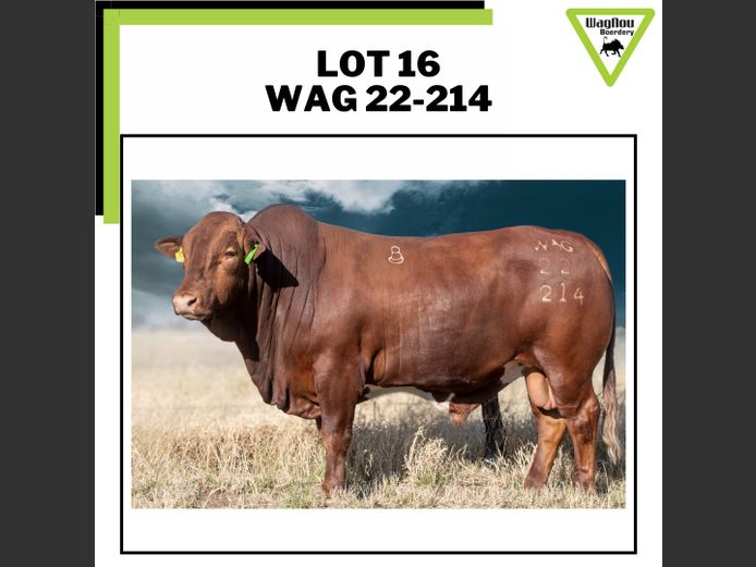 WAG 22-0214 | WAGNOU BEEFMASTER
