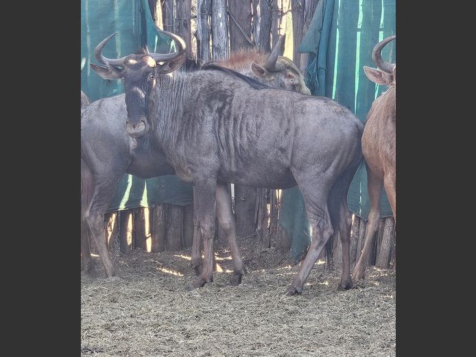 BLOUWILDEBEES | ZWARTKLOOF