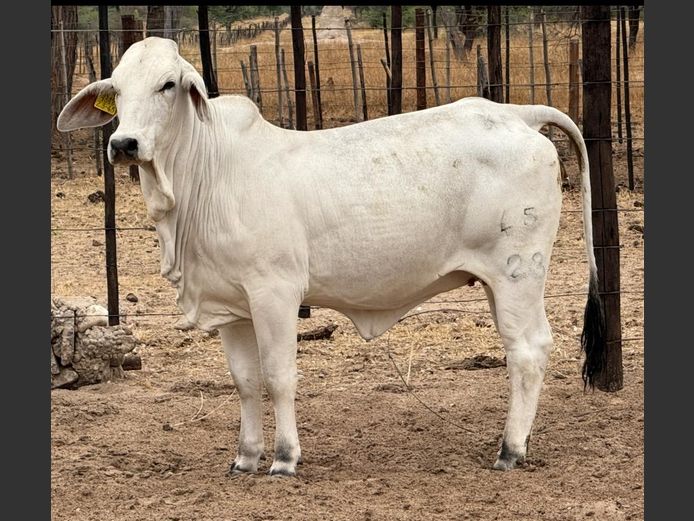 23-0045BH | PANGII BRAHMANE