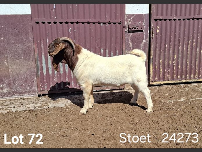 24273 | KASTEEL BOERBOK RAMME