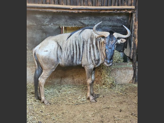 BLOUWILDEBEES | NONYA SAFARIS