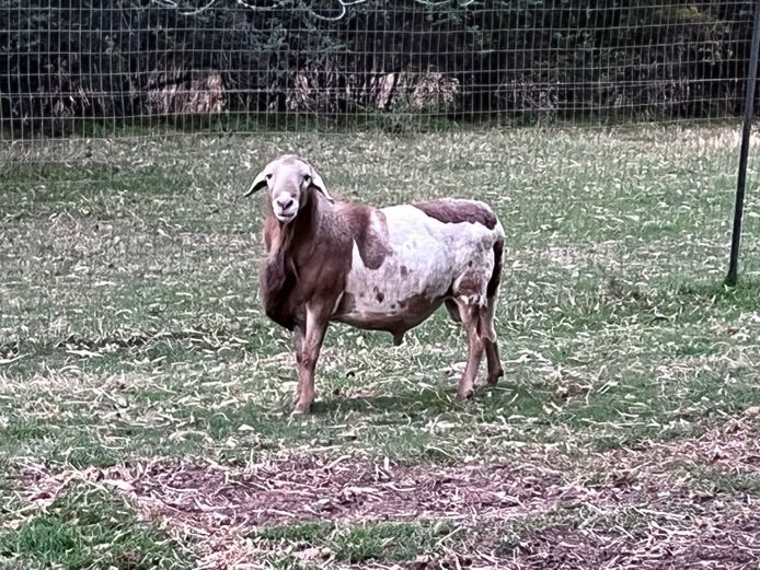 DGS22 | Christoph Schulenburg