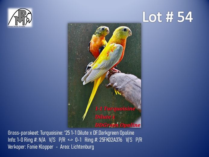 1-1 '25 Grass-parakeet: Turquoisine: Dilute x DF.Darkgreen Opaline - Fanie Klopper